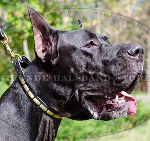 Höchst attraktives Lederhalsband für Deutsche Dogge - zum Schließen ins Bild klicken