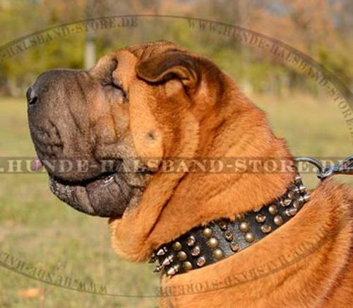 Dog s Collar Shar Pei - Click Image to Close