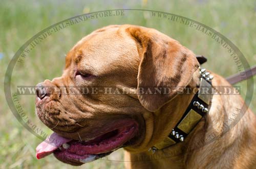 Leder Hundehalsband für Bordeauxdogge mit Metallverzierungen - zum Schließen ins Bild klicken