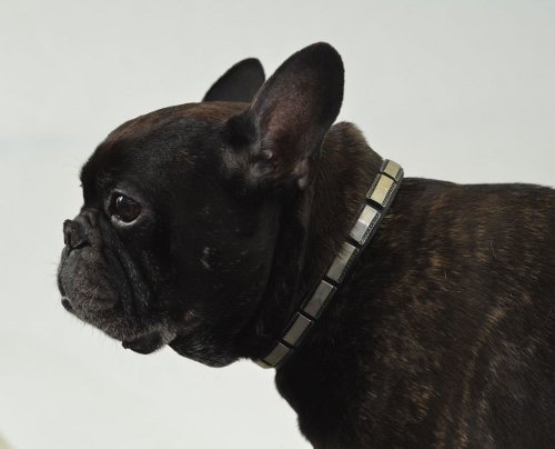 Lederhalsband für Französische Bulldogge Originell - zum Schließen ins Bild klicken