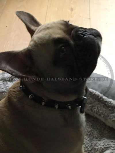 Nietenhalsband mit Silbrigen Spikes für Französische Bulldogge - zum Schließen ins Bild klicken