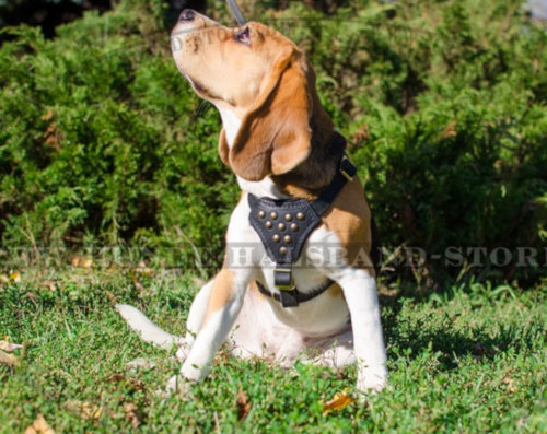 Nietengeschirr aus echtem Leder für Beagle - zum Schließen ins Bild klicken