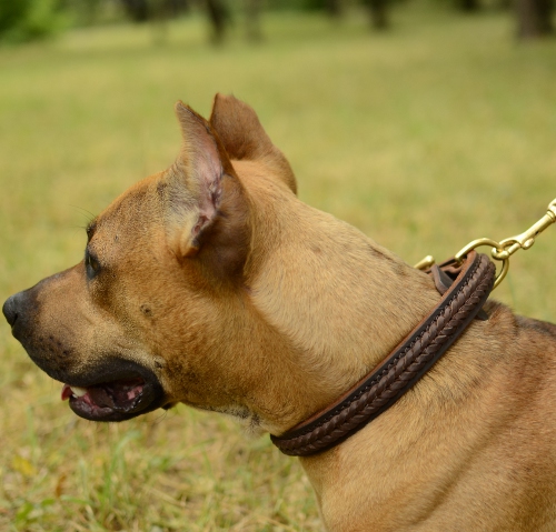 Hundehalsband Leder für Pitbull, Verzierendes mit Zopf-Flechten - zum Schließen ins Bild klicken