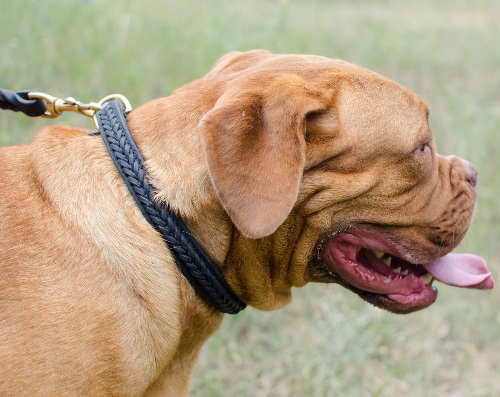 Hundehalsband Leder mit Flechten für Bordeauxdogge - zum Schließen ins Bild klicken