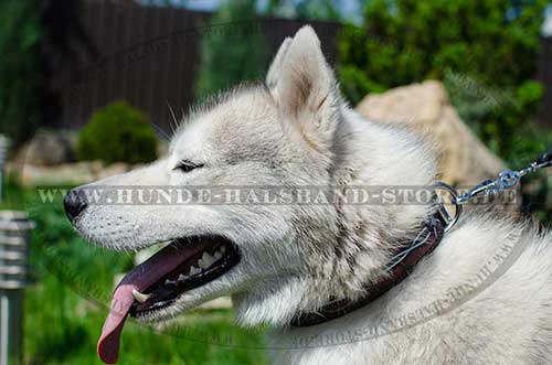 Leder Halsband für Husky mit Bemalung Stacheldraht ❺ - zum Schließen ins Bild klicken