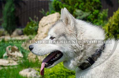 Husky Dog Collar Exclusive - Click Image to Close