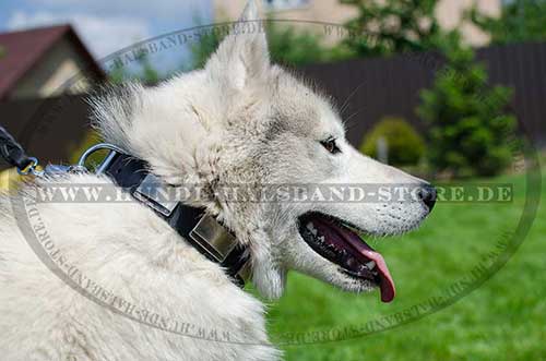 Husky Dog Collar Leather with Sparkling Plates - Click Image to Close