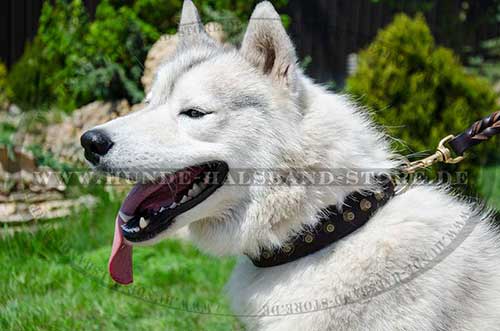 Husky Hunde Halsband Leder mit Messingpyramiden ▲▲▲ - zum Schließen ins Bild klicken