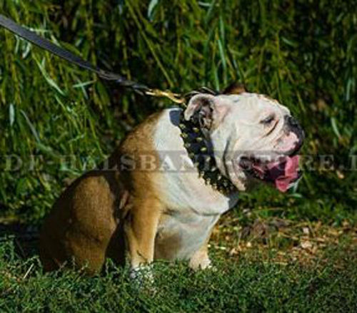 Unglaubliches Lederhalsband mit Spikes für Englische Bulldogge - zum Schließen ins Bild klicken