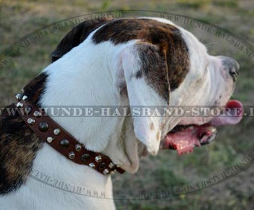 Amerikanische Bulldogge Nietenhalsband aus Leder - zum Schließen ins Bild klicken