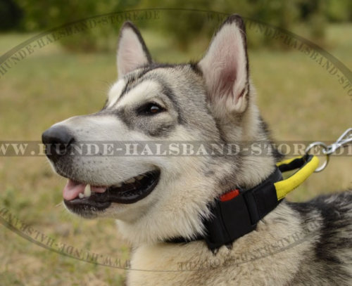 Hundehalsband Nylon für Malamute, Allwetter-Halsband mit Griff - zum Schließen ins Bild klicken