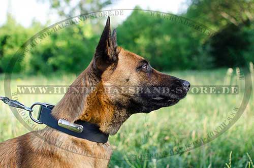 Malinois Hunde Halsband mit ID-Tag - zum Schließen ins Bild klicken