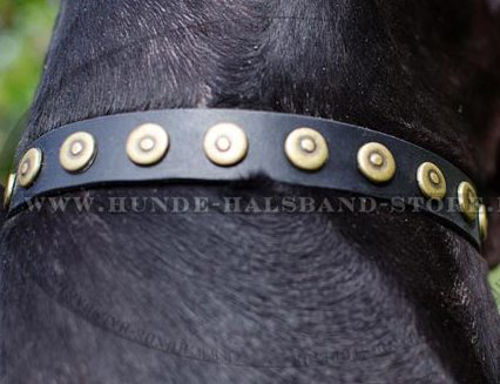 Elegantes Lederhalsband mit Kreise für Deutsche Dogge - zum Schließen ins Bild klicken