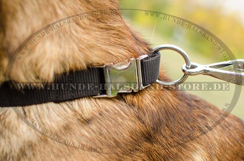 Allwetter Hundehalsband aus Nylon für Malinois - zum Schließen ins Bild klicken