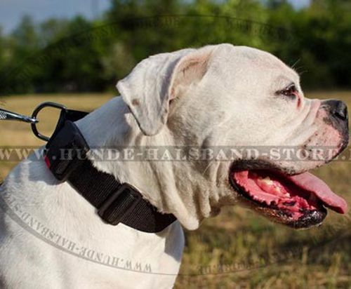 Amerikanische Bulldogge Hundehalsband aus Nylon - zum Schließen ins Bild klicken