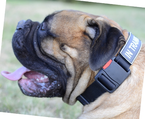 Hundehalsband K9 Nylon für Bullmastiff - zum Schließen ins Bild klicken