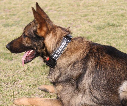 New Nylon K9 Dog Collar with Patches, Power Dog Collar