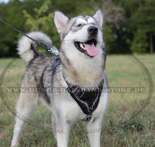 Phantastisches Ledergeschirr "Stacheldraht" für Alaskan Malamute