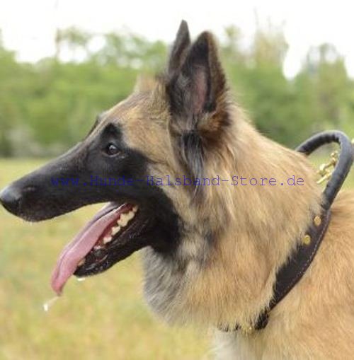 Tervueren Hetz-Hundehalsband aus Leder - zum Schließen ins Bild klicken