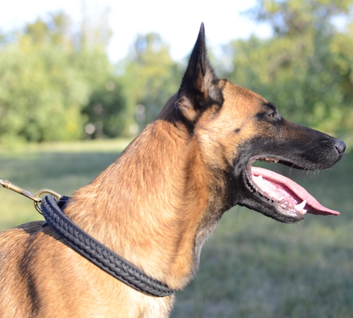 Dog Collar of Leather for Malinois, Adorned with Braid - Click Image to Close