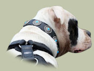 American Bulldog Leather Dog Collar with Blue Stones