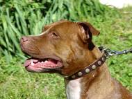 Fetching Leather lDog Collar With Circles for Pitbull