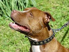 New Leather Dog Collar With Doted Circles for Pitbull