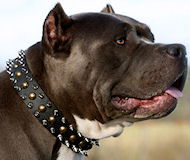 Pitbull Leather Spiked and Studded Collar 3 Rows